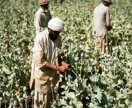 Harvesting Opium From Poppies