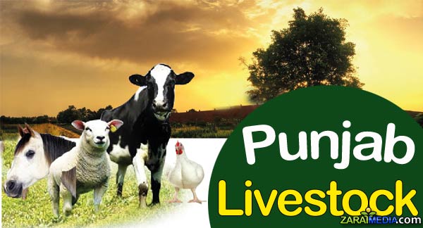 Punjab Meat Quality Verification Check Through SMS 9211