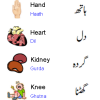 Human Body Parts Name In English To Urdu With Pictures For Kids