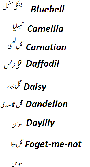 names of flowers in english and urdu with pictures o1