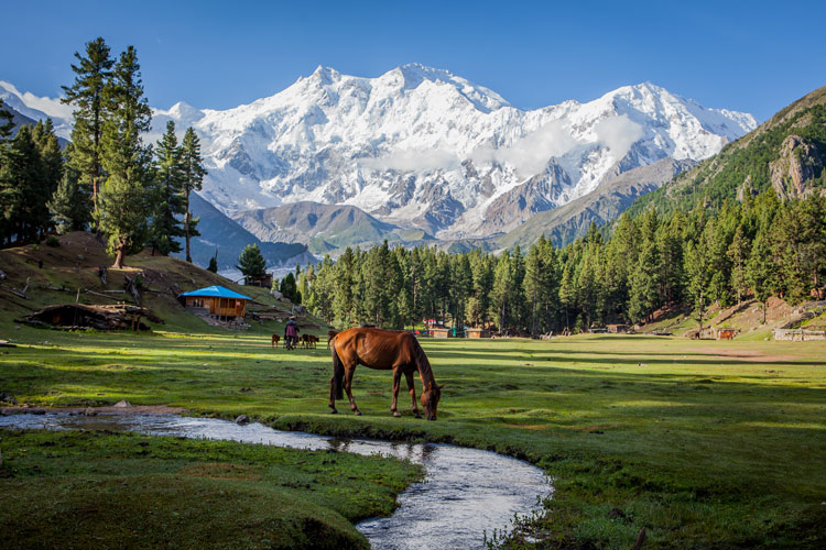 Fairy Meadows